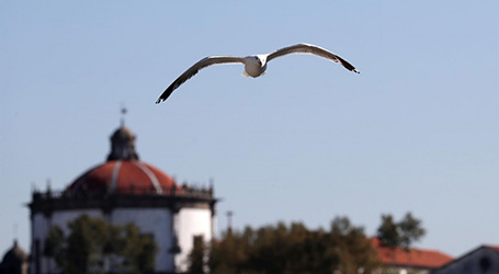 Ajude-nos a conhecer a população de gaivotas
