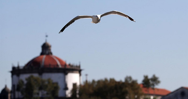 Ajude-nos a conhecer a população de gaivotas